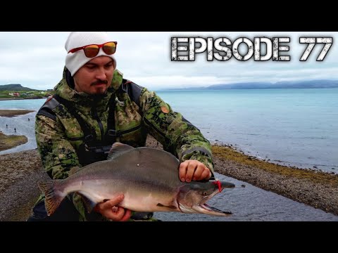Kyttyrälohen kalastusta Norjassa | Pink salmon fishing in Norway [ENG SUB] | 4K | Erämaiden Kulkijat