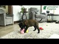 Belgian Malinois dogs for sale: Bruce - Video 1