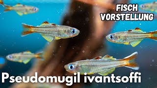 Pseudomugil ivantsoffi (Ivantsoff's Blauauge) | Liquid Nature Fisch Vorstellung