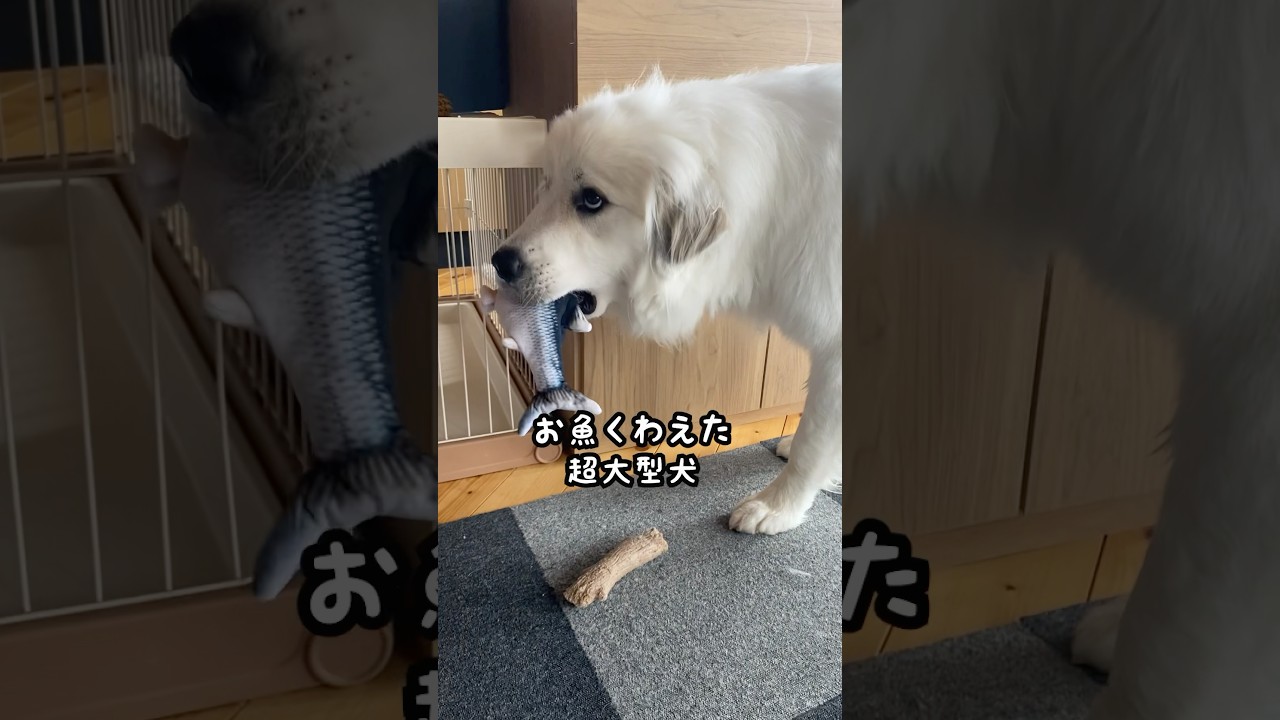 魚のおもちゃを超大型犬に渡してみたら...
