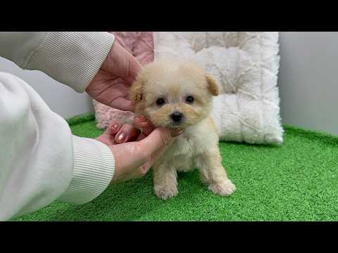 YouTube動画のサムネイル