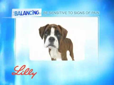 The Balancing Act Show 1163 - Lilly Companion
