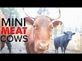 The Perfect Homestead Mini Meat Cow - The Dexter Cattle
