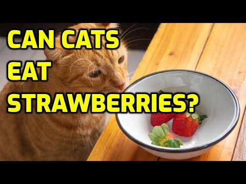 Can I Feed My Cat Strawberries?