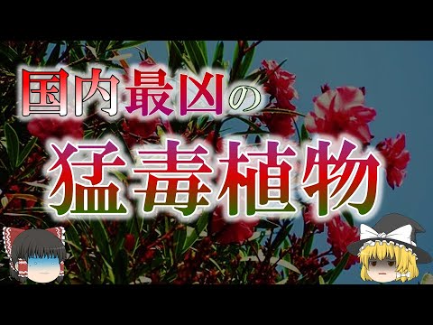 キョウチクトウ豆は切ったほうがいいですか？いつ、どのように行うのですか?ちょっとしたメンテナンスガイド  庭園