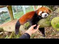 Playing with Red Panda before Going to Sleep #cute #redpanda