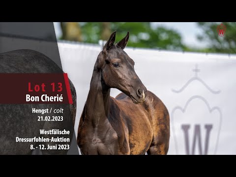 Dressurfohlen-Auktion Lot 13 Bon Cherié Hengst v. Bonds - Negro
