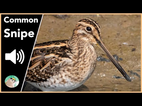 Common Snipe - Sounds