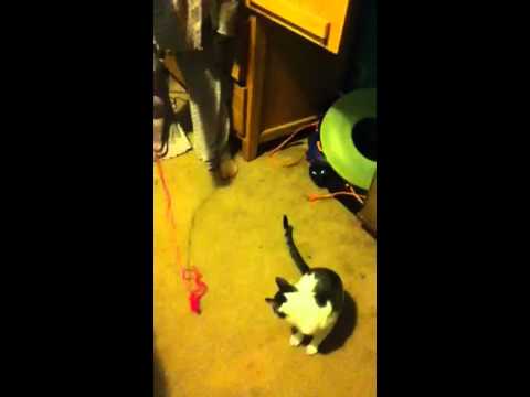 Raina and Sarah cat rodeo