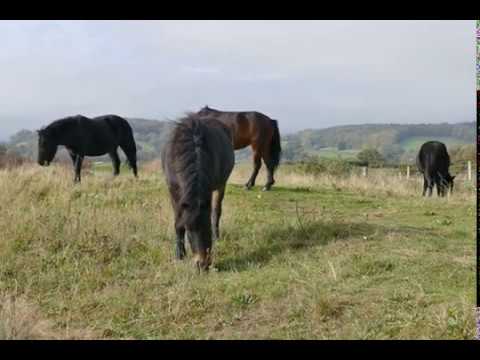 Horses Eating Grass / Лошади едят траву / Жизнь есть жизнь / Life is life