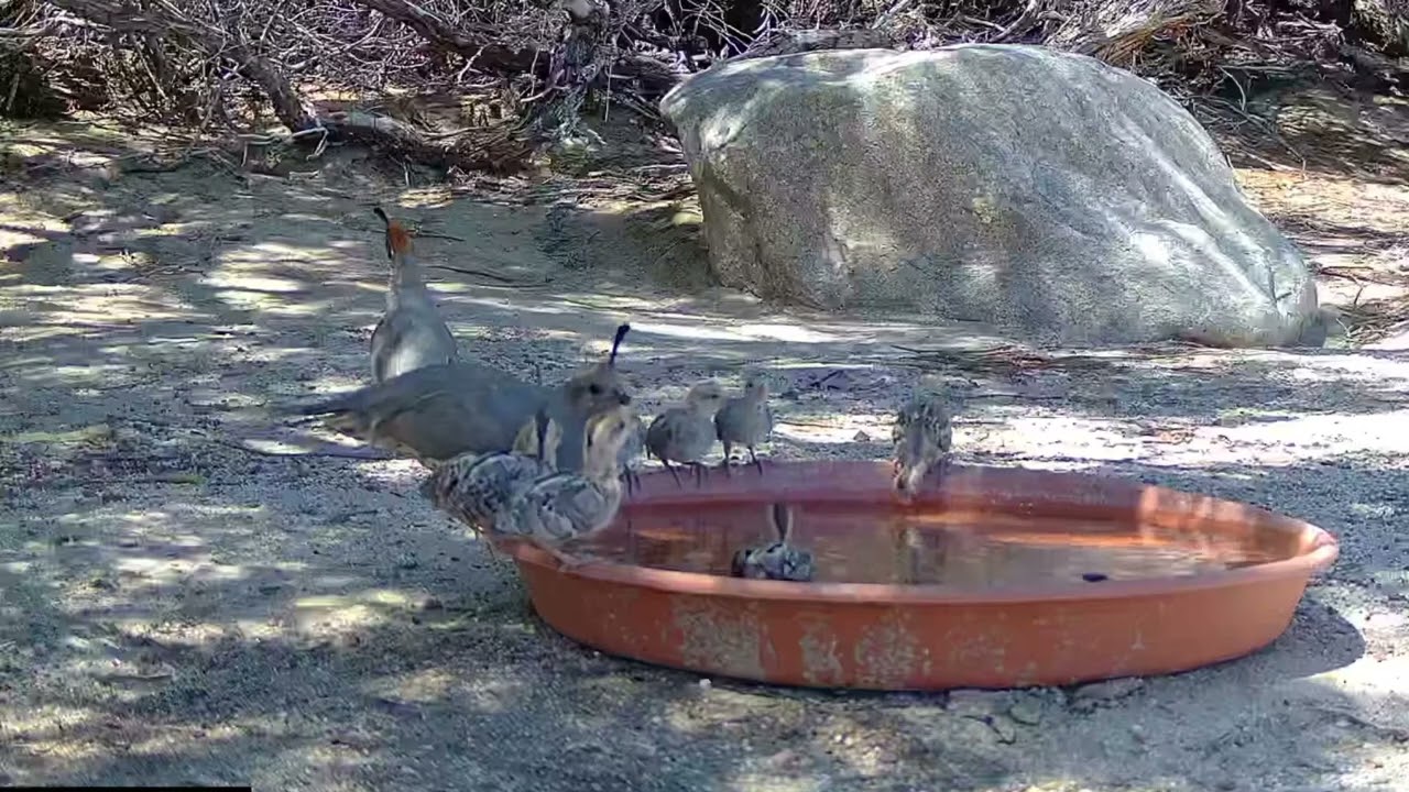 S3E43: A quail family stops by to hydrate and keep cool on a hot day in the desert