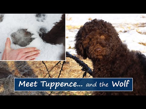 Meet Tuppence the Barbet... and our Resident Wolf