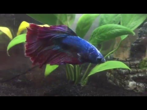 Cleaning my Betta fish Tank!