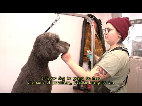 For the Love of Dogs: A Documentary