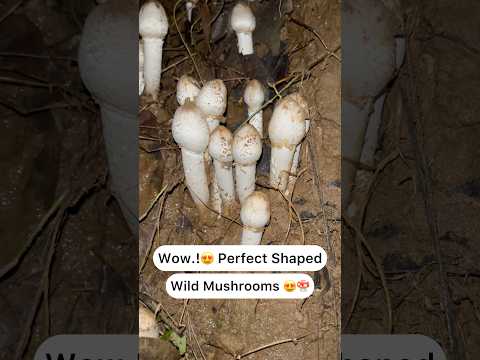 Perfect shaped wild mushrooms 😍😍🍄‍🟫 Wow..!😍🍄