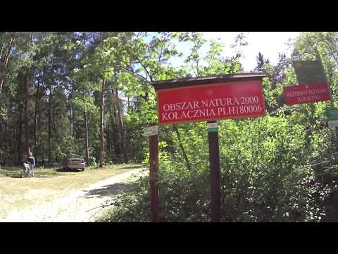 Kołacznia różanecznik alias azalia