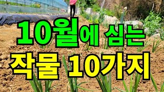 10월에 심을수 있는 텃밭작물 10가지 / 지금심어서 내년 봄까지도 먹어요