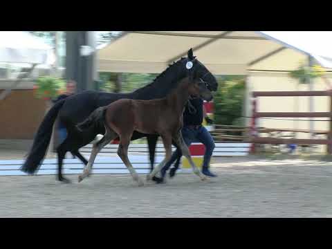 Sanders, Dante´s Jr -Donatelli-Figaro