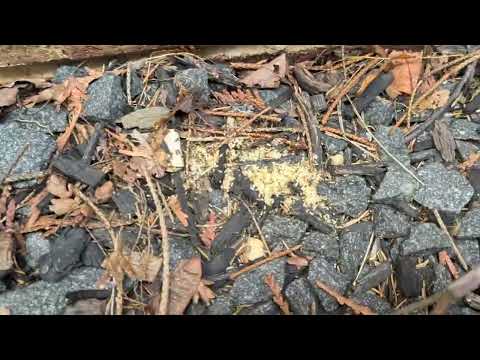 Why the Ants Love the Mulch Beds in...