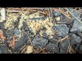 Why the Ants Love the Mulch Beds in Shrewsbury, NJ