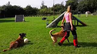 Training mit zwei Hunden