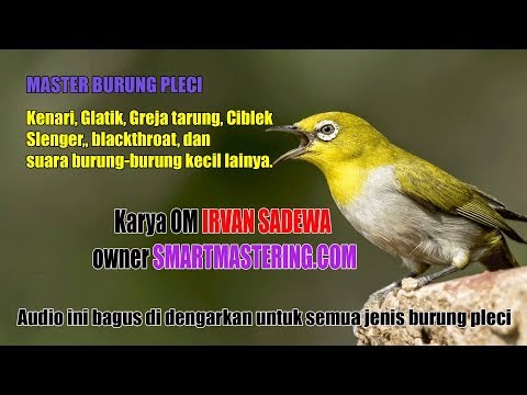 Download Download Masteran Pleci Isian Ciblek Mp3 Dan Mp4 Terpopuler Gratis