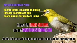 Download lagu Master Burung Pleci Isian Kenari, Gereja Tarung, Ciblek, blackthroat, dan burung kecil lainya mp3