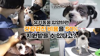 유기동물 입양하면 건강검진 비용을 50% 지원받을 수 있다고요?!ㅣ포인핸드 멤버십과 함께하는 유기동물 건강검진비용 지원🧡