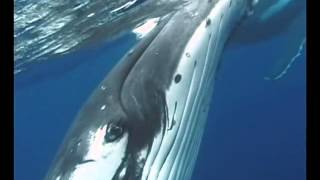 Freedom Blue - Calling (International Dolphin Awareness Day 29th June 2013)