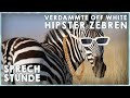 VERDAMMTE OFF WHITE HIPSTER ZEBREN Sprechstunde