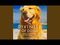 Divinity of Dogs