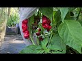 Peter Pepper Red