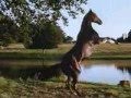 Black Beauty Official Trailer