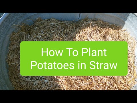 How to Plant Potatoes In Straw vlog 49