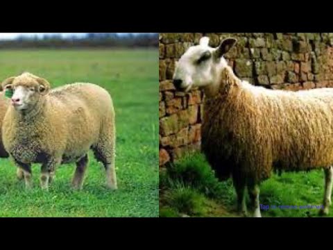, title : 'TOP 5 BEST Sheep Breeds for Wool Production!'