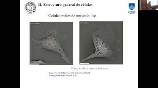 UC8 2026 - Musculo Liso - Biofisica - Dr. Gonzalo Ferreira