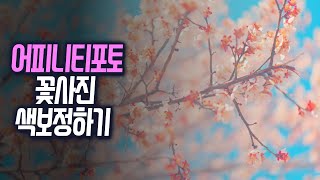 어피니티포토 꽃사진 색보정하기(+ LUT 만들기)