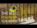 How To Make The BEST Egg Food For Birds The Canary Room TV Exclusive