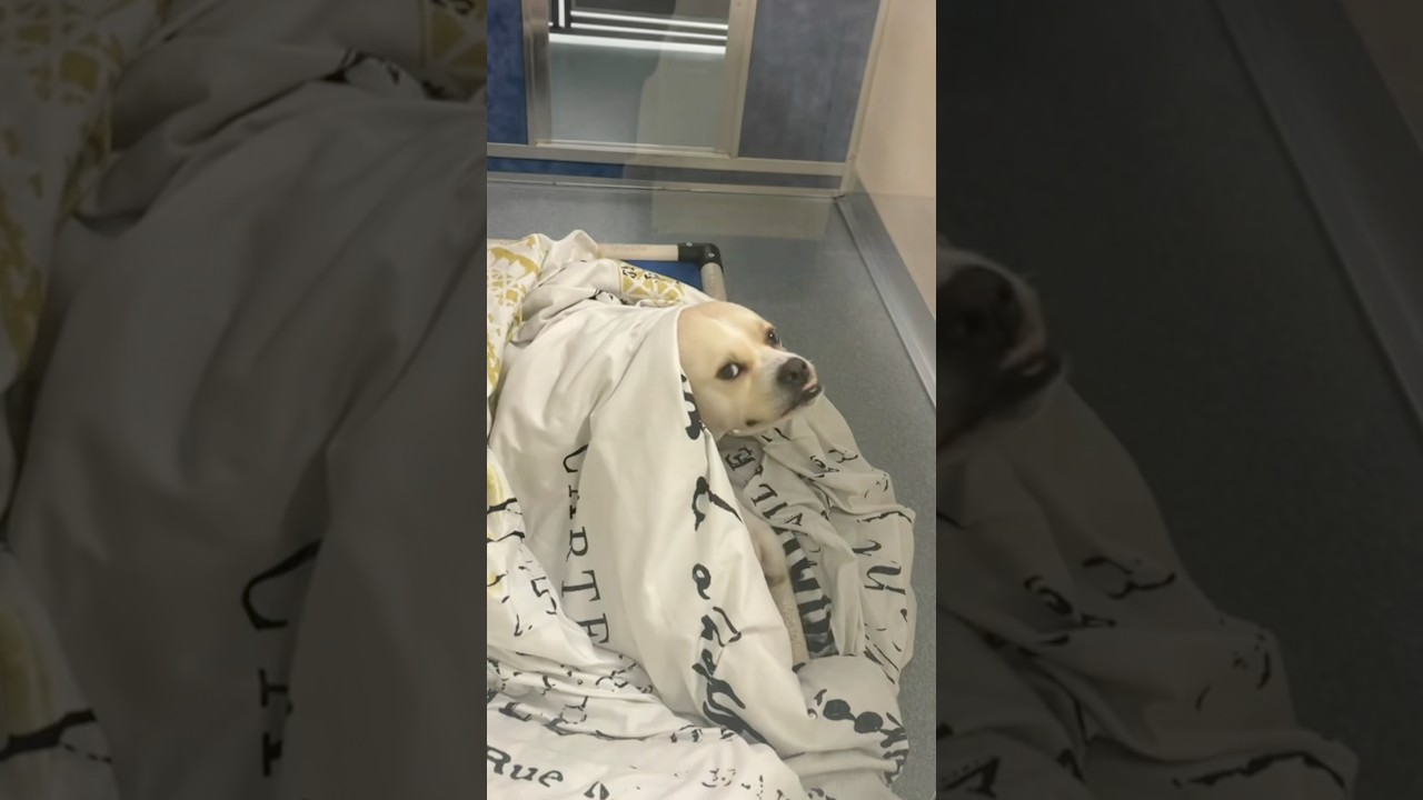 Leigh**, a Adoptable mixed breed in Briarcliff Manor, NY video 4/4