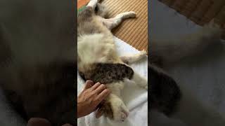 ぬこ #沖縄