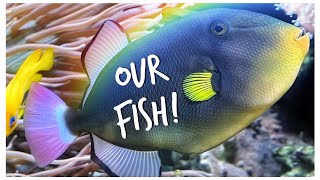 Our Marine Fish List! | Red Sea Reefer 3XL 900 | 240 gallon Mixed Reef Tank Update