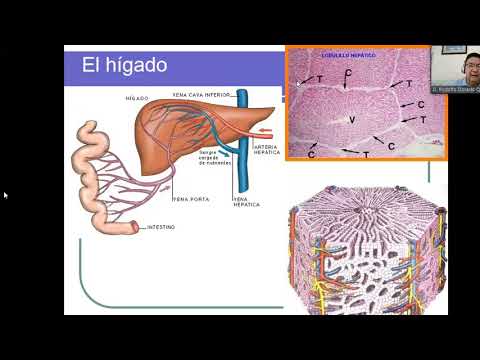 MOR112-B 12-07-21 ANATOMIA Y FISIOLOGIA