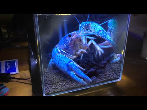 My ELECTRIC BLUE LOBSTER’S Dream Tank