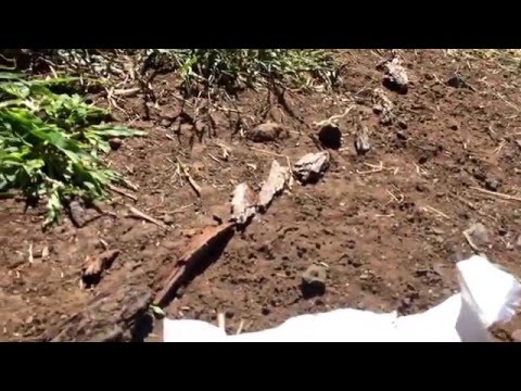 The kids getting industrious