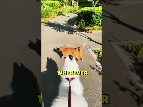 These Two KITTENS Could Never Be Apart for a Strange Reason