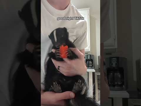 What Do Skunks Eat? A Peek into Their Diet