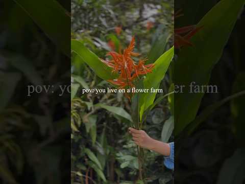 Flower Farm #explore #spring #flowers #bouquet #diy #yt #fypシ゚viral #bouquettutorial