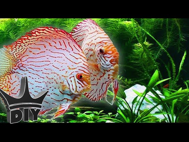 HOW TO: Keep Discus
