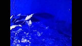 ダルマガエル ライブ 2026/07/13 17:36から2026/07/14 03:55