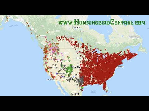 Hummingbird Migration Spring 2022 Animation
